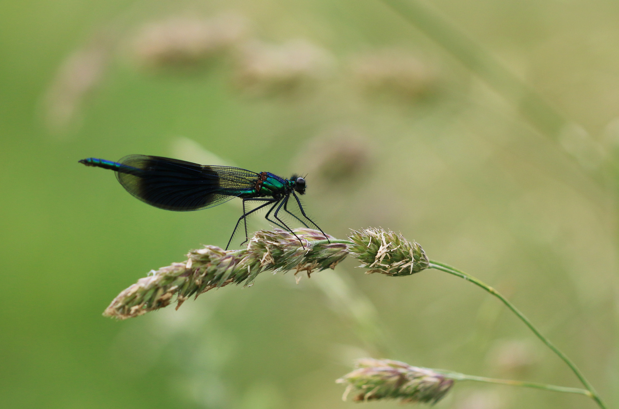 Canon EOS 70D + Canon EF 28mm F2.8 sample photo. S p l e n d e n s photography