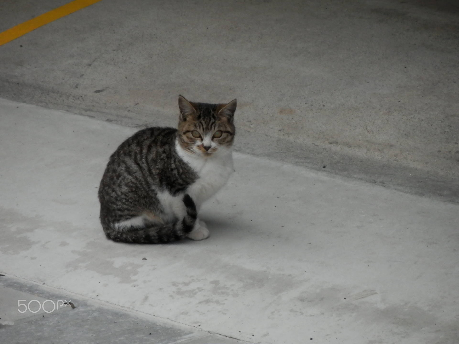 Olympus SH-21 sample photo. Cat (tiger line:torazima photography