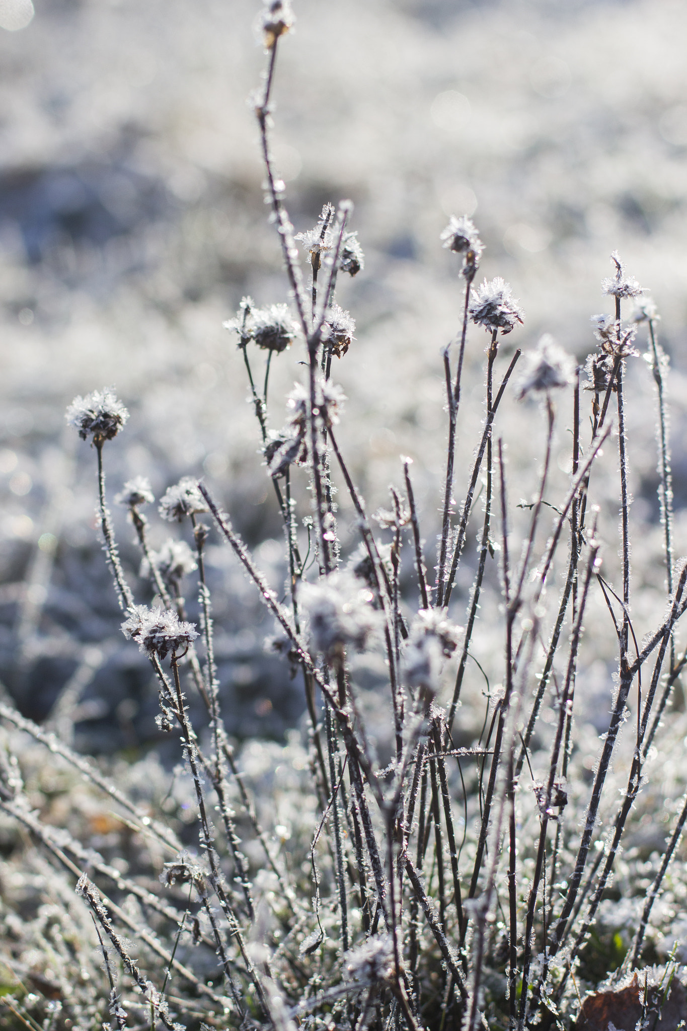 Canon EOS 700D (EOS Rebel T5i / EOS Kiss X7i) + Canon EF 50mm F1.4 USM sample photo. Morning frost photography