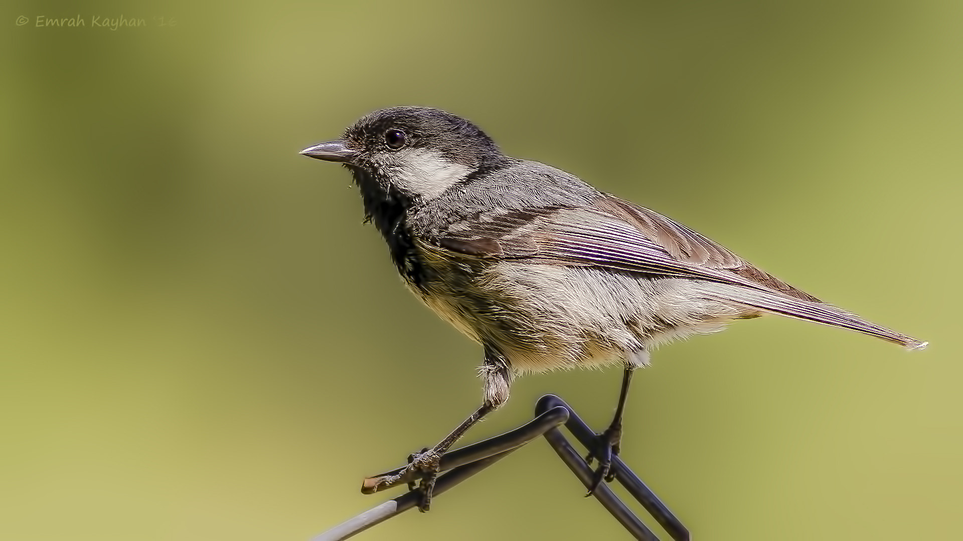 Canon EOS 7D + Canon EF 400mm F5.6L USM sample photo. Coal tit photography