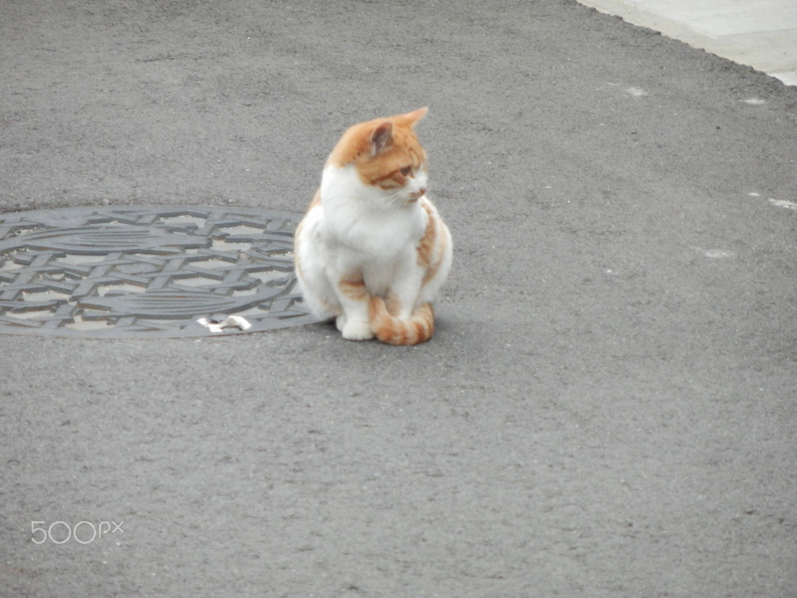 Olympus SH-21 sample photo. Cat photography