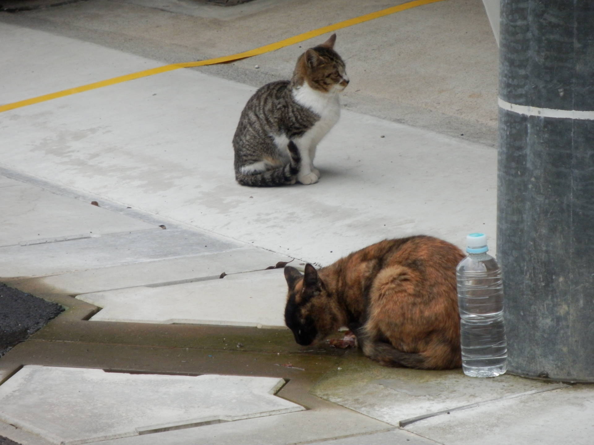 Olympus SH-21 sample photo. Parent cat and child cat photography