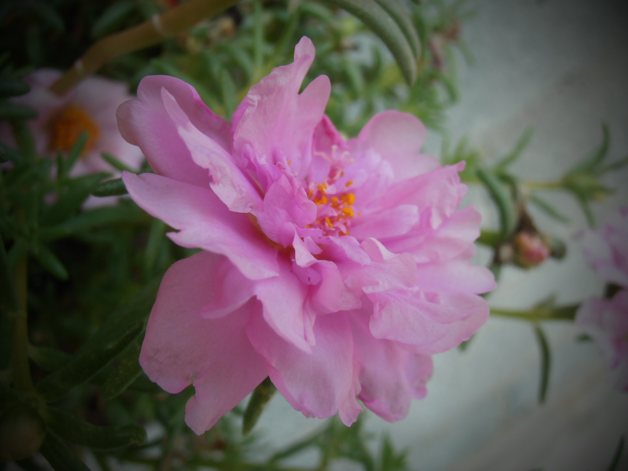 Olympus VR325,VR320,D725 sample photo. Fleur photography