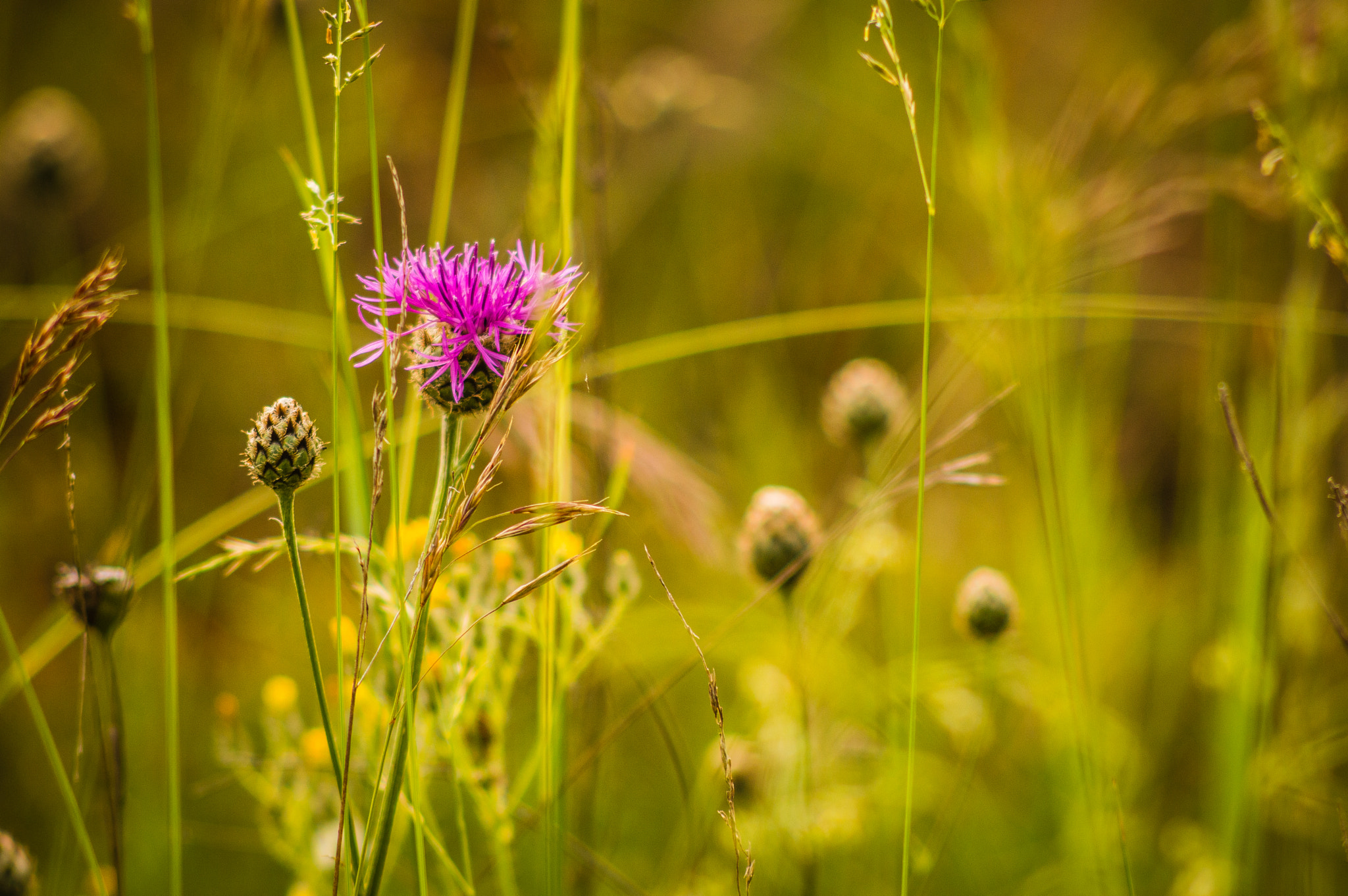 Nikon D3200 + AF Nikkor 70-210mm f/4-5.6 sample photo. Summer flowers photography