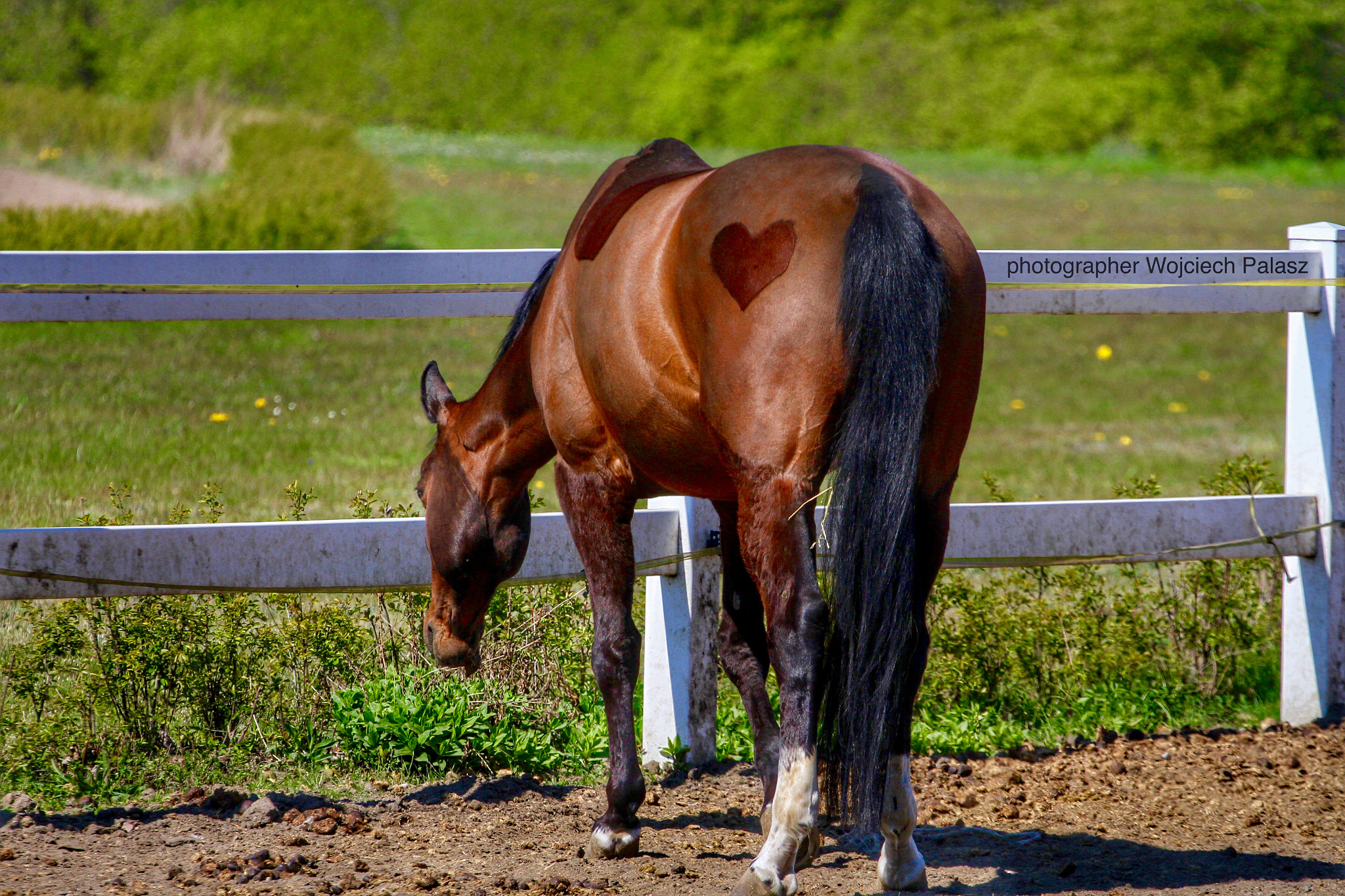 Canon EF 70-200mm F4L USM sample photo. Horse with heart photography