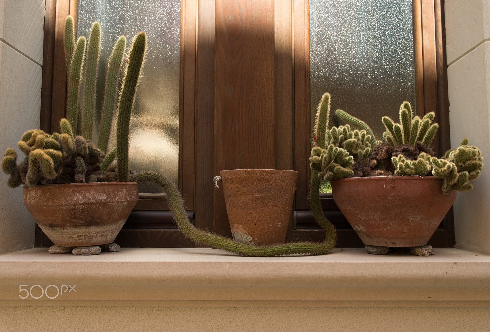 Sigma 17-70mm F2.8-4 DC Macro HSM | C sample photo. Cactus love photography