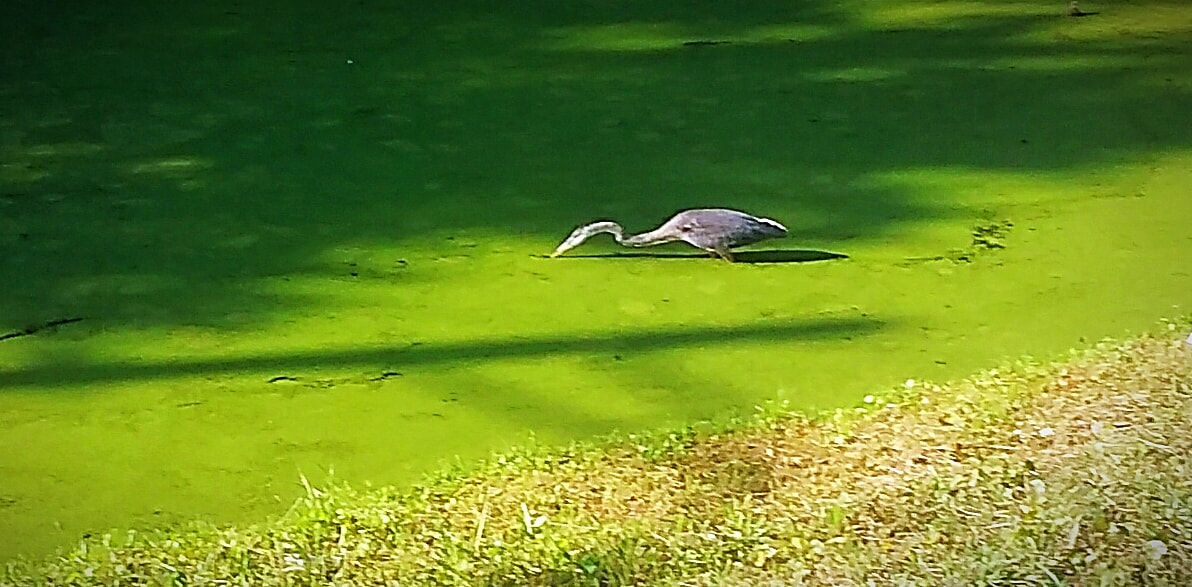 LG LEON 4G LTE sample photo. Swift measures photography