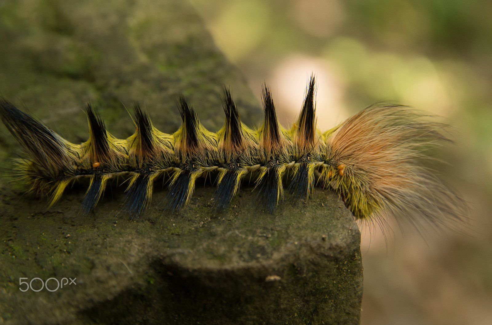 Sigma 17-70mm F2.8-4 DC Macro HSM | C sample photo