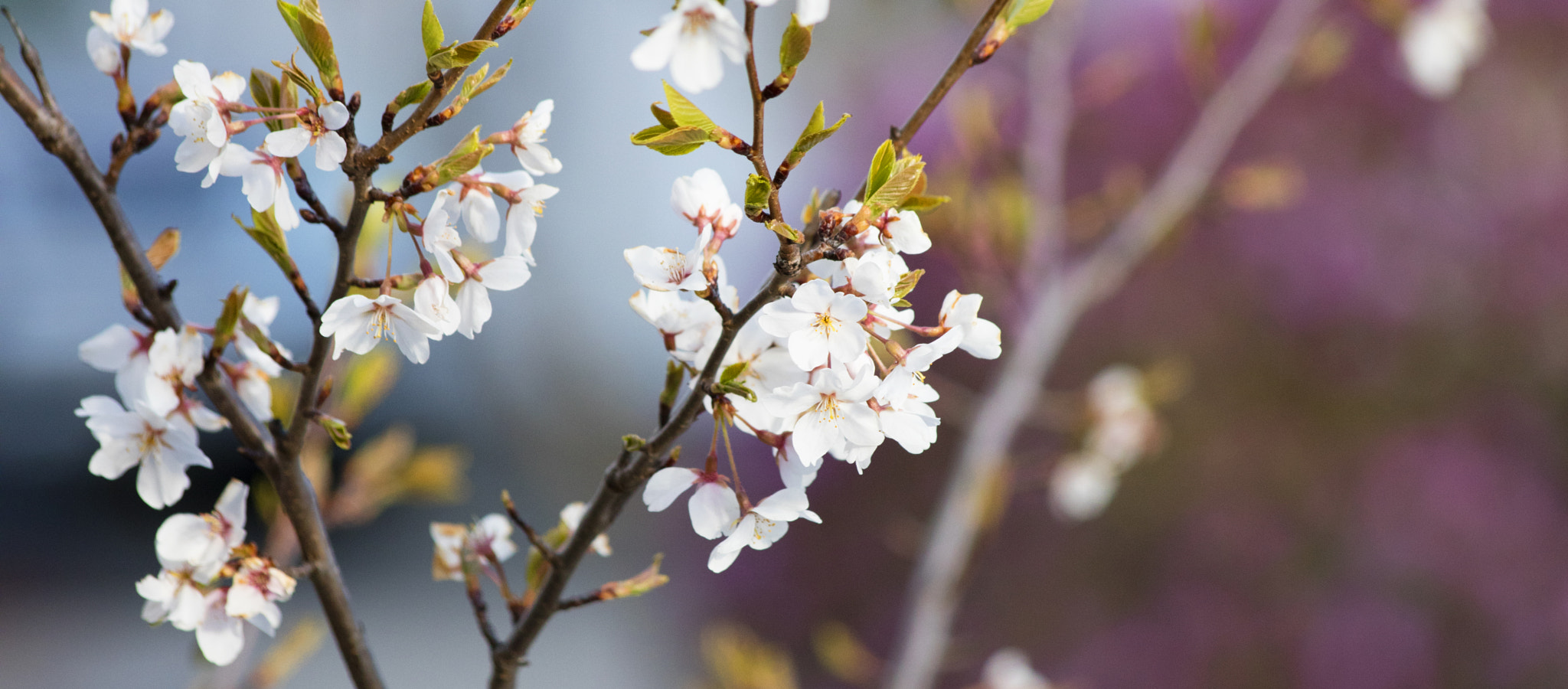 Canon EOS 5DS sample photo. 6h8a1888.jpg photography