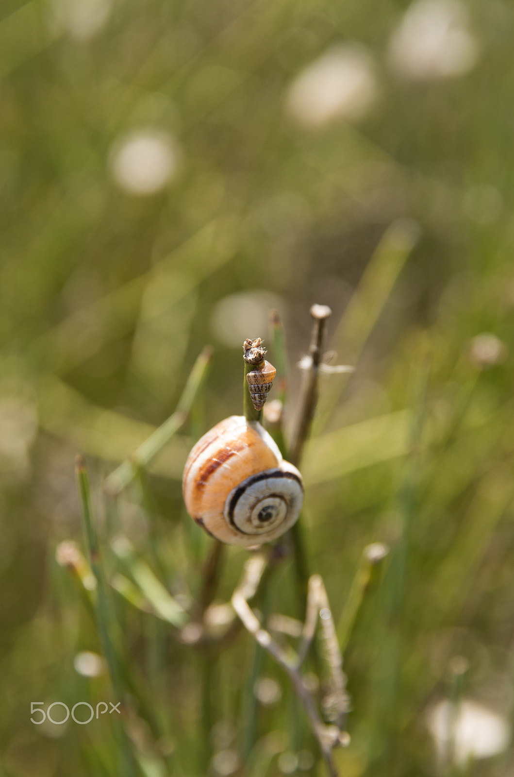 Pentax K-50 + Sigma 17-70mm F2.8-4 DC Macro HSM | C sample photo. Little & big photography