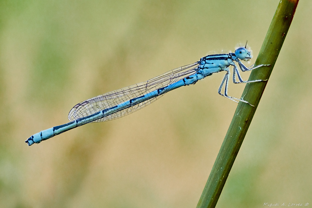 Sony ILCA-77M2 + 150mm F2.8 sample photo. Coenagrion caerulescens photography