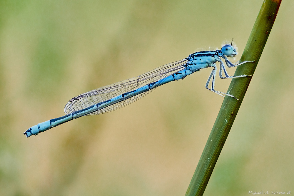Sony ILCA-77M2 + 150mm F2.8 sample photo. Coenagrion caerulescens photography