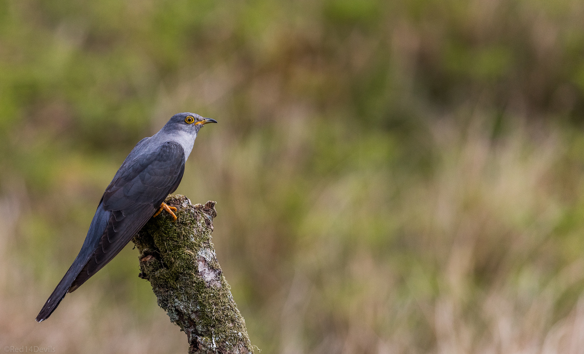 Canon EF 100-400mm F4.5-5.6L IS II USM sample photo. Common cuckoo photography