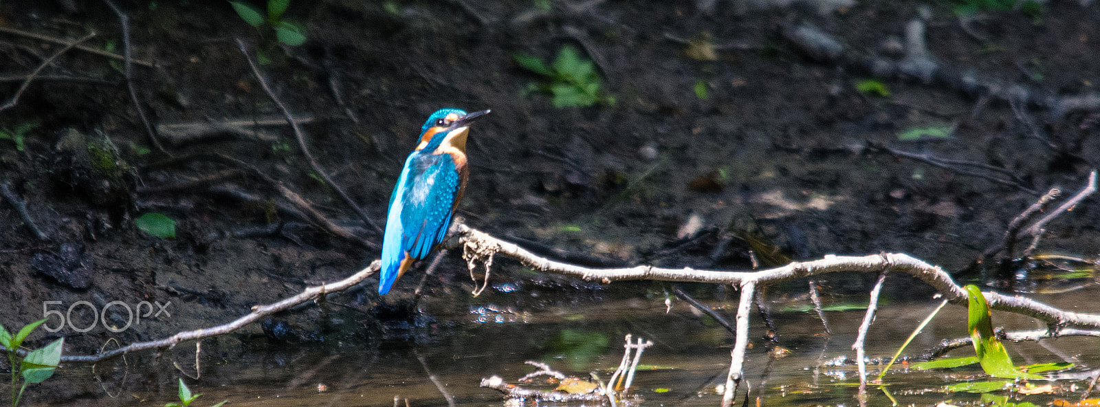 Sigma 150-500mm F5-6.3 DG OS HSM sample photo. Kingfisher photography