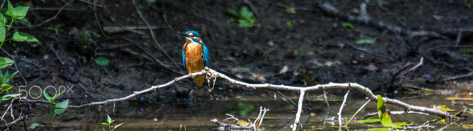 Sigma 150-500mm F5-6.3 DG OS HSM sample photo. Kingfisher photography