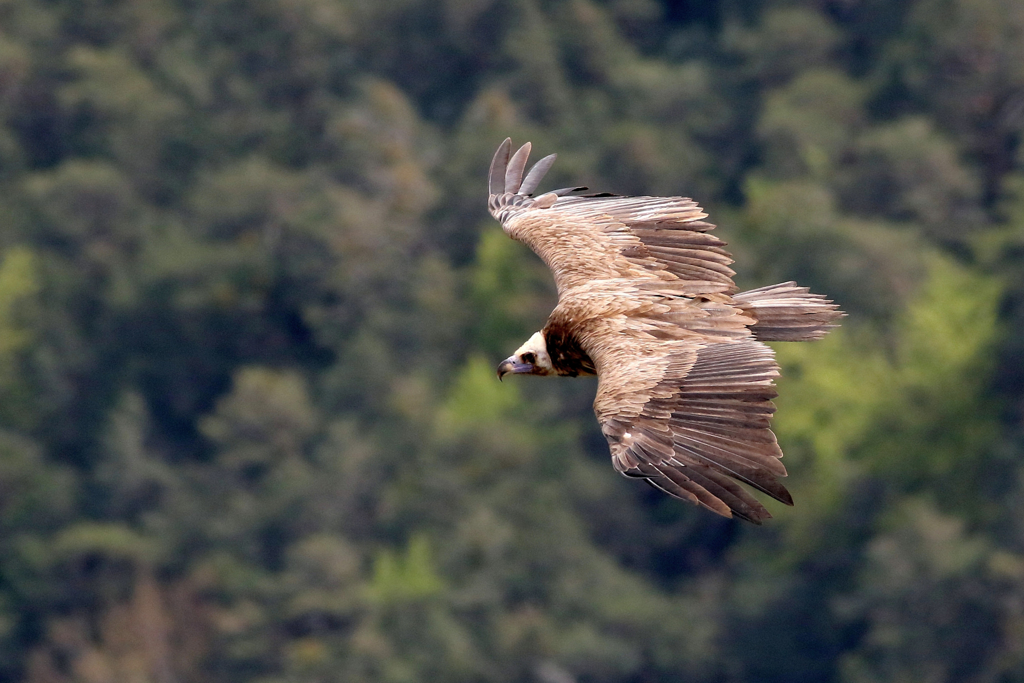 Canon EOS 7D Mark II + Canon EF 400mm F5.6L USM sample photo. Avvoltoio monaco photography