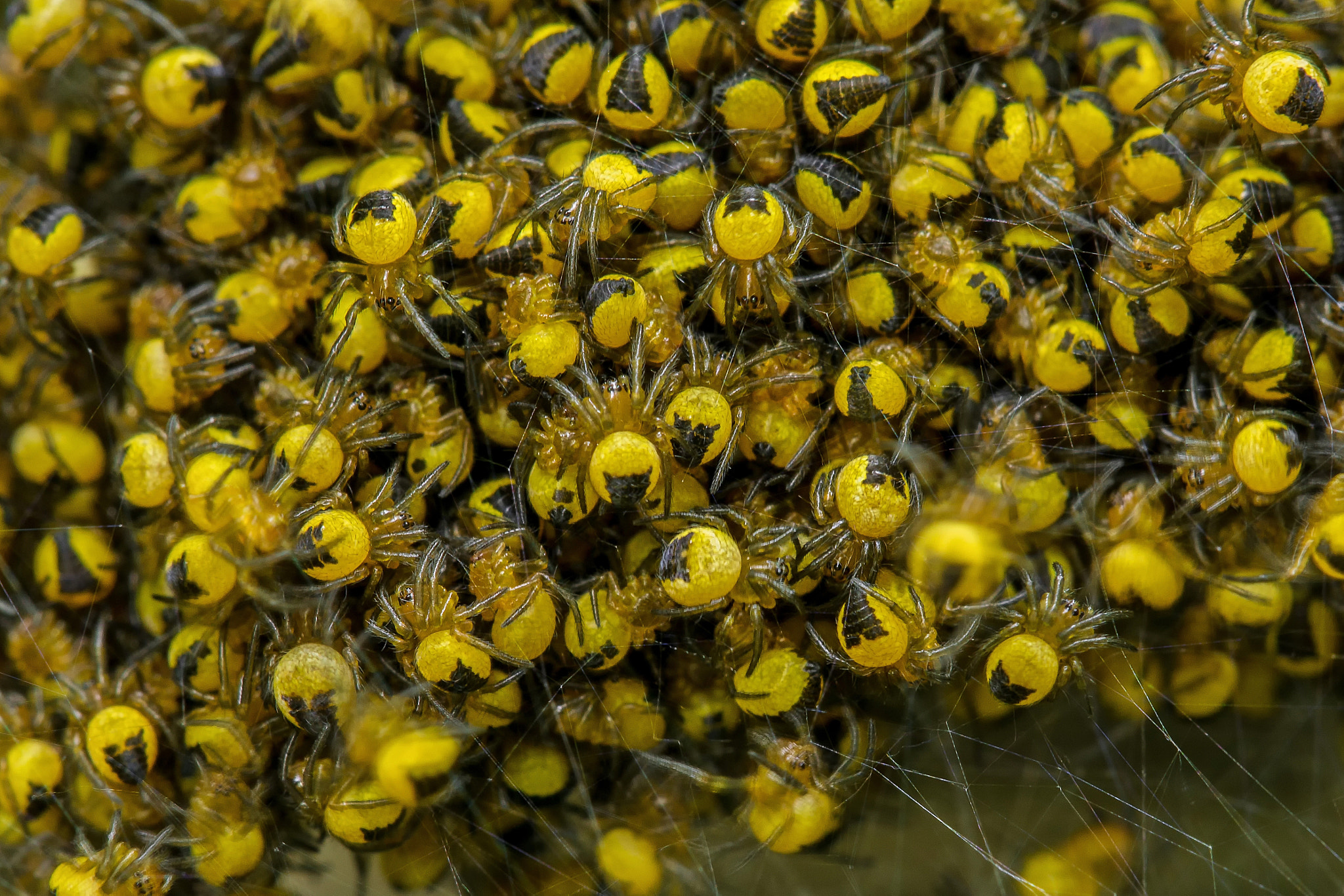 Sony a6000 + Canon EF 100mm F2.8L Macro IS USM sample photo. European garden spiderlings photography