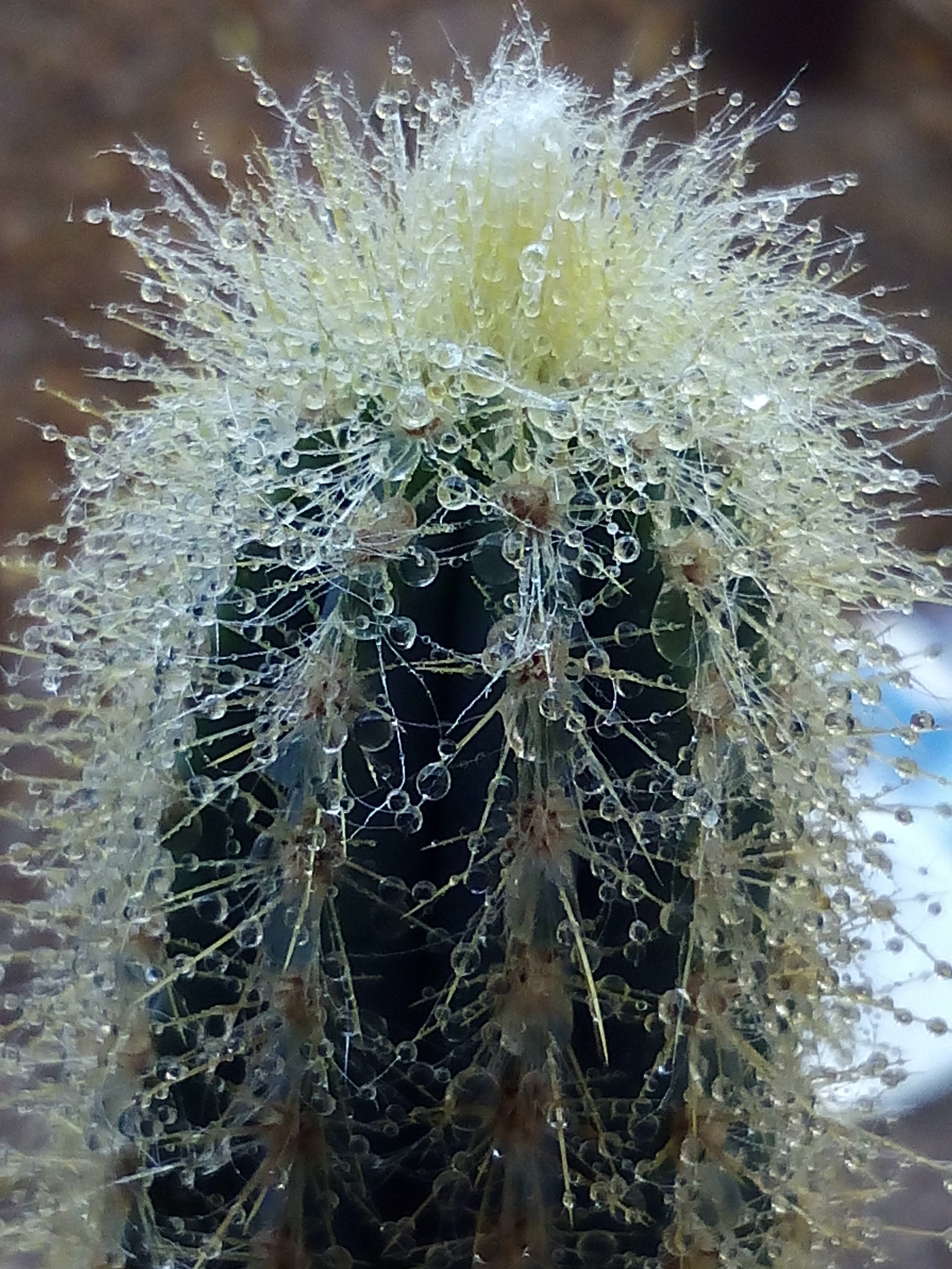 bq Aquaris E5 HD sample photo. Cactus photography