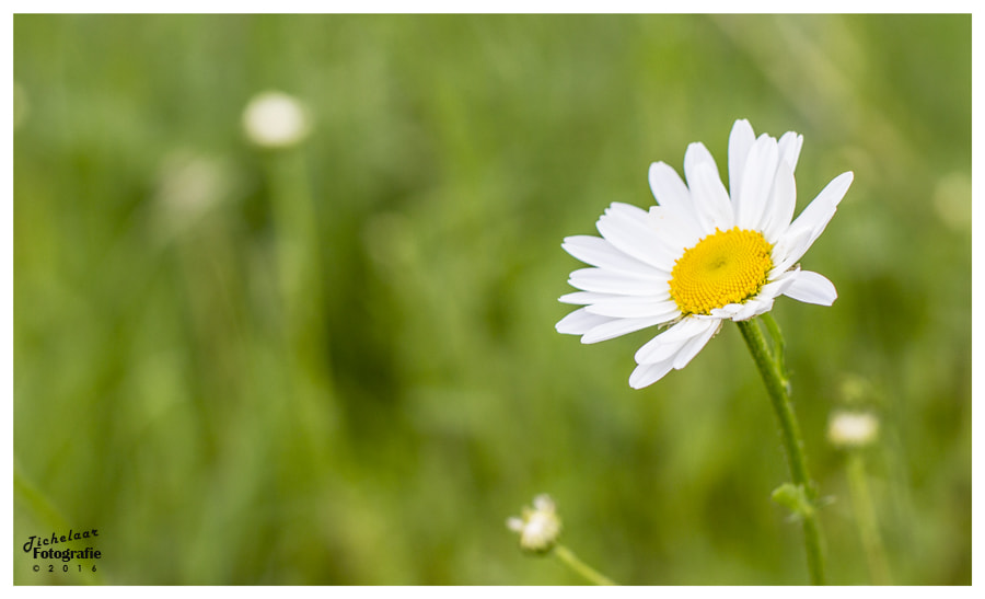 Canon EOS 700D (EOS Rebel T5i / EOS Kiss X7i) + Canon EF 50mm F1.4 USM sample photo. A flower a day, ...... photography