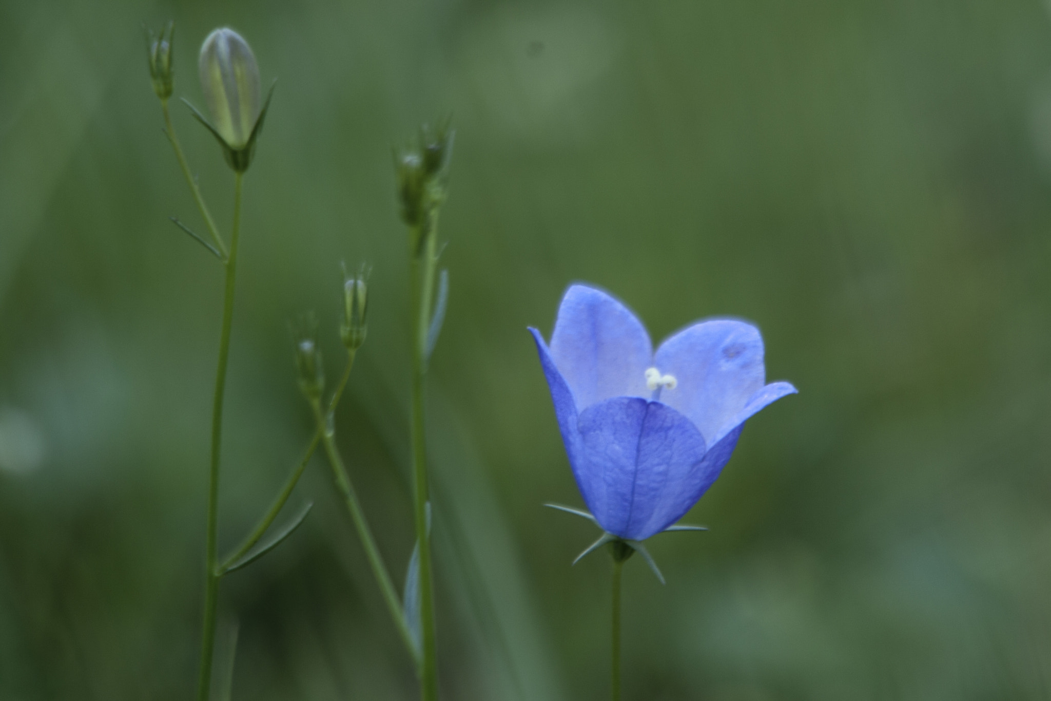 Canon EF 70-300mm F4-5.6 IS USM sample photo. Flower photography