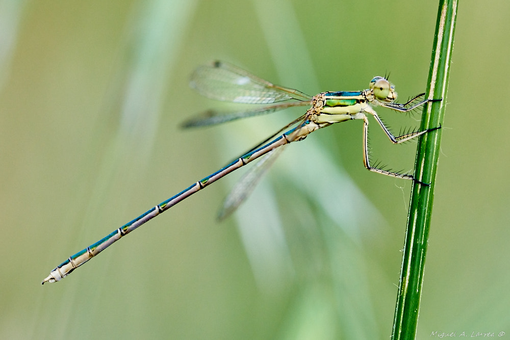150mm F2.8 sample photo. Lestes virens photography