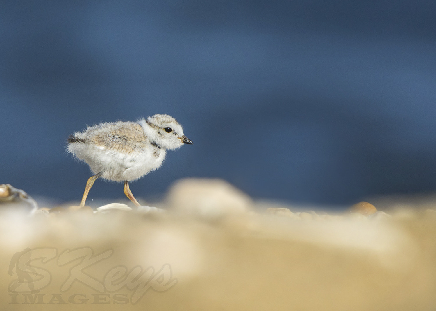 Nikon D7200 + Sigma 500mm F4.5 EX DG HSM sample photo. Big blue world (piping plover) photography