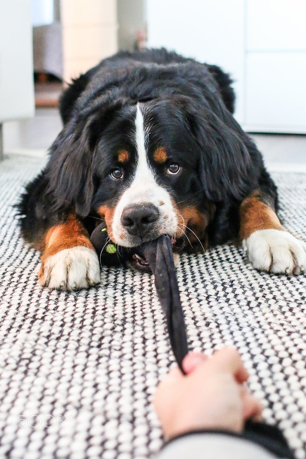 Canon EOS 70D + Canon EF 28mm F1.8 USM sample photo. Tug of war photography