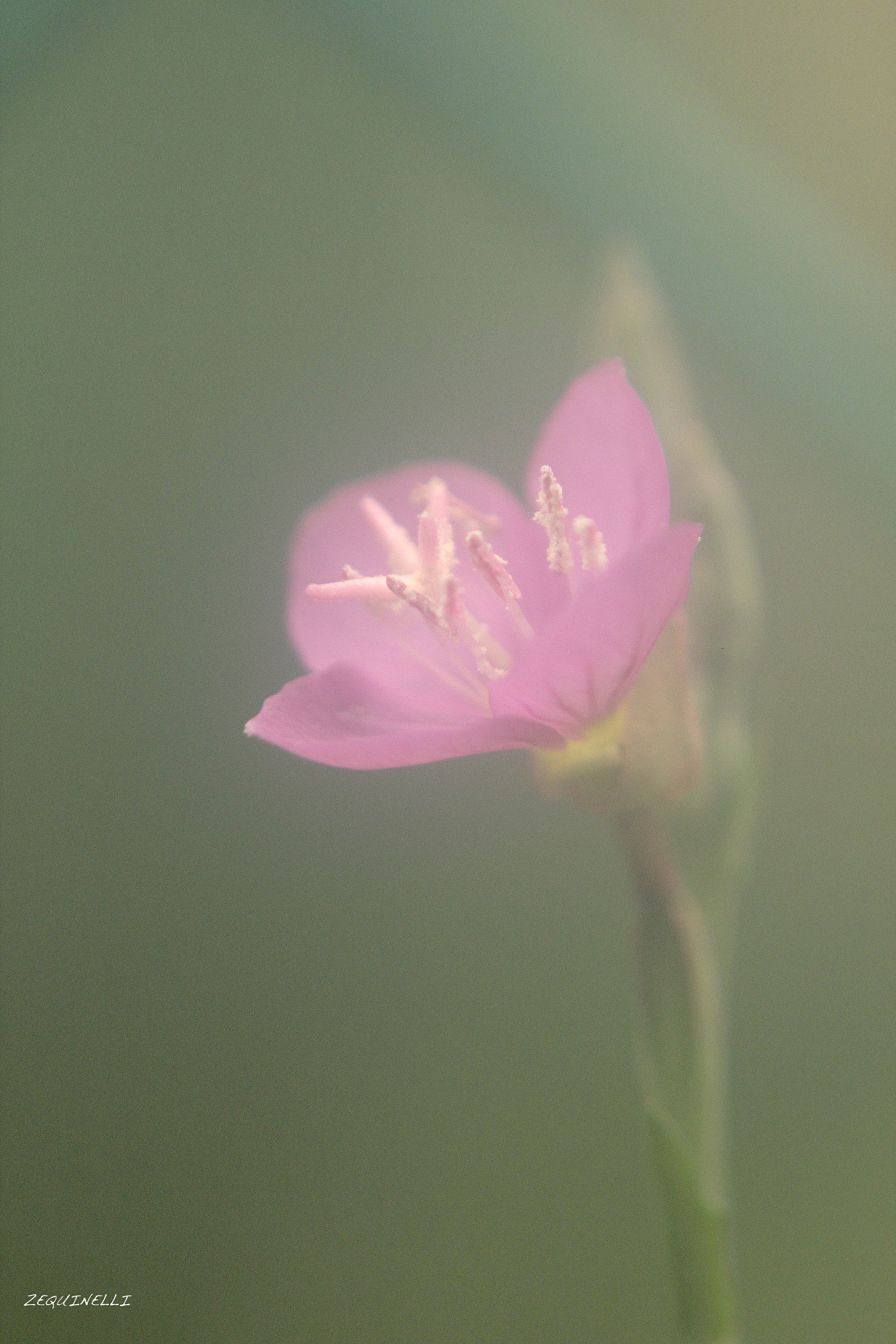 Sigma 28-80mm f/3.5-5.6 II Macro sample photo. Entre rosas y verdes photography