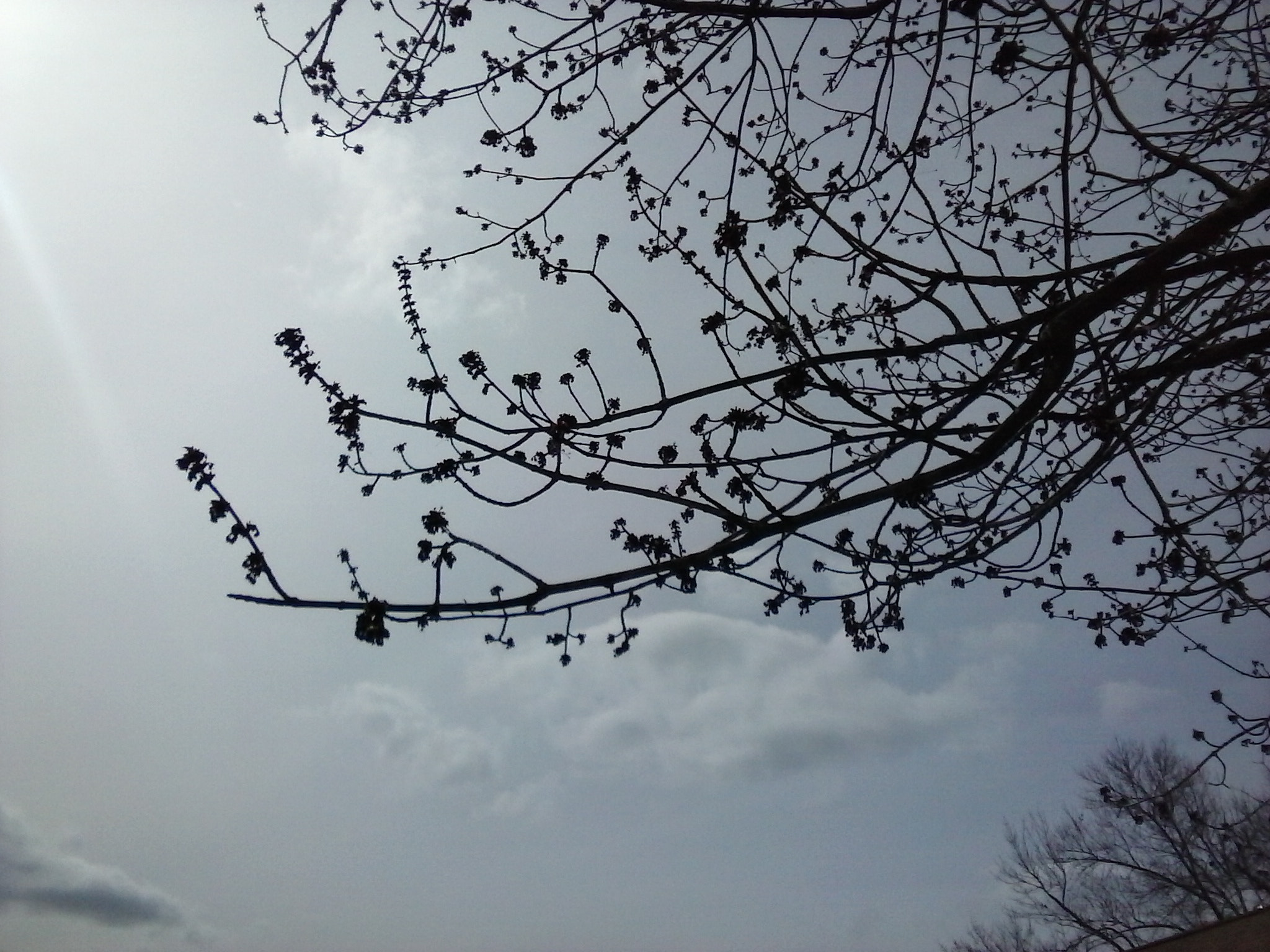 LG Optimus Fuel sample photo. Spring silhouette  photography