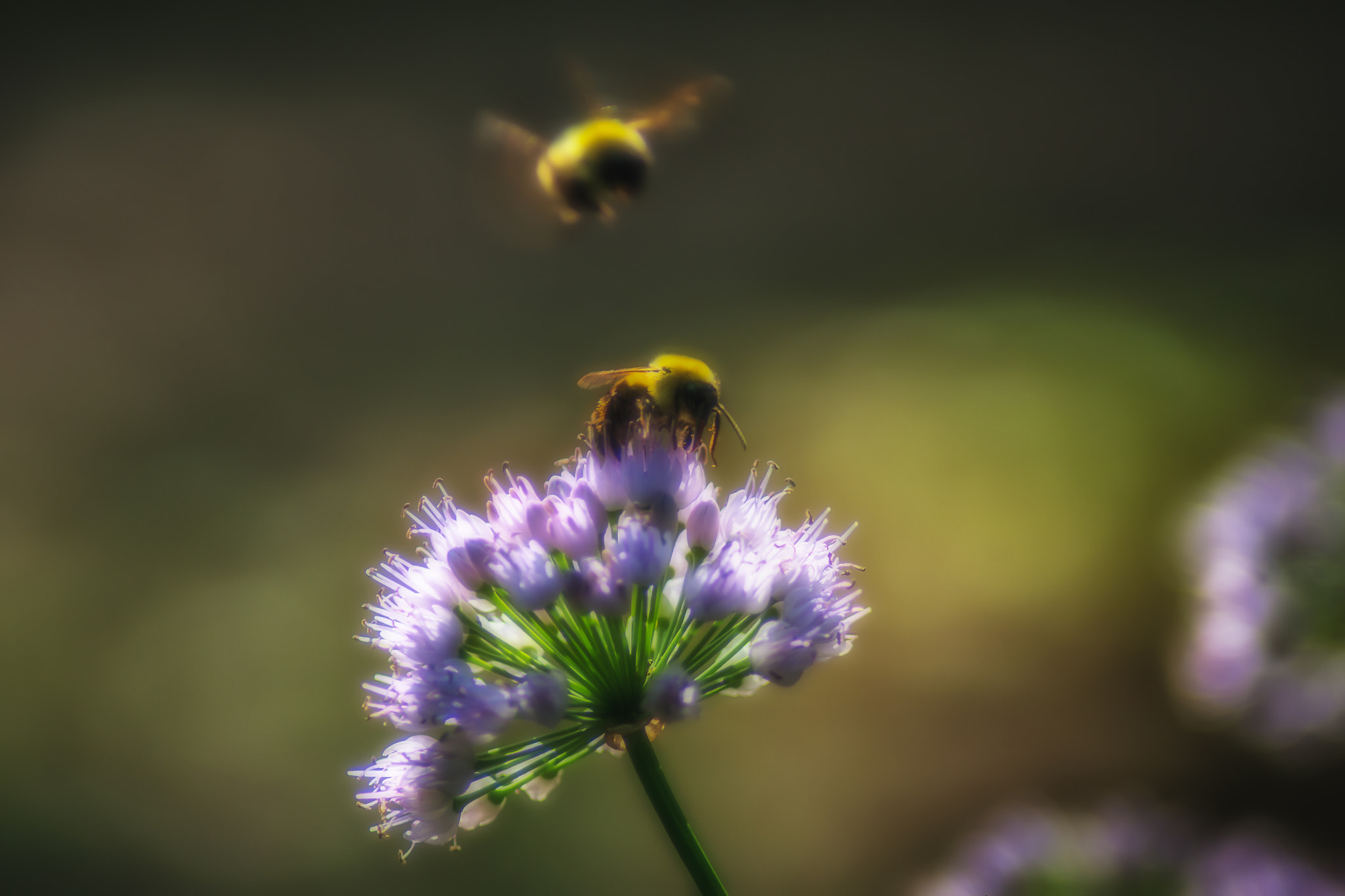 Sony ILCA-77M2 + Tamron SP 24-70mm F2.8 Di VC USD sample photo. Bees at allium, minnesota photography