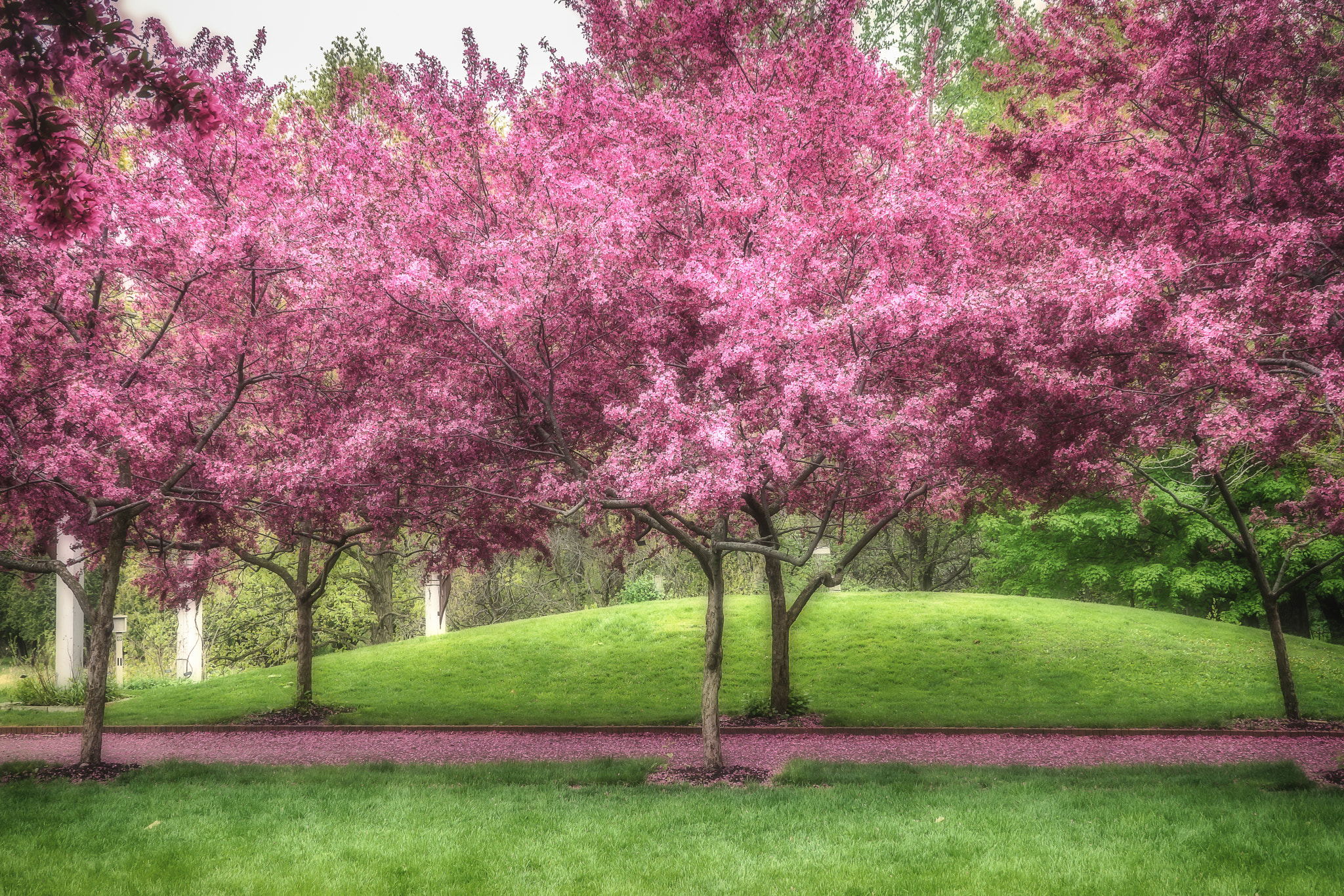 Sony DT 18-200mm F3.5-6.3 sample photo. Flowering crab apples, minnesota photography