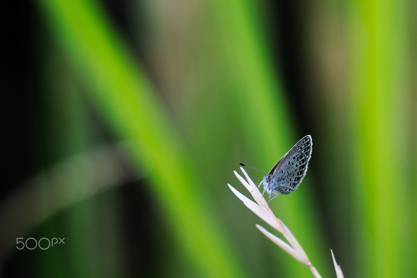Nikon D40X + Nikon AF Micro-Nikkor 60mm F2.8D sample photo. Butterfly　#4 photography