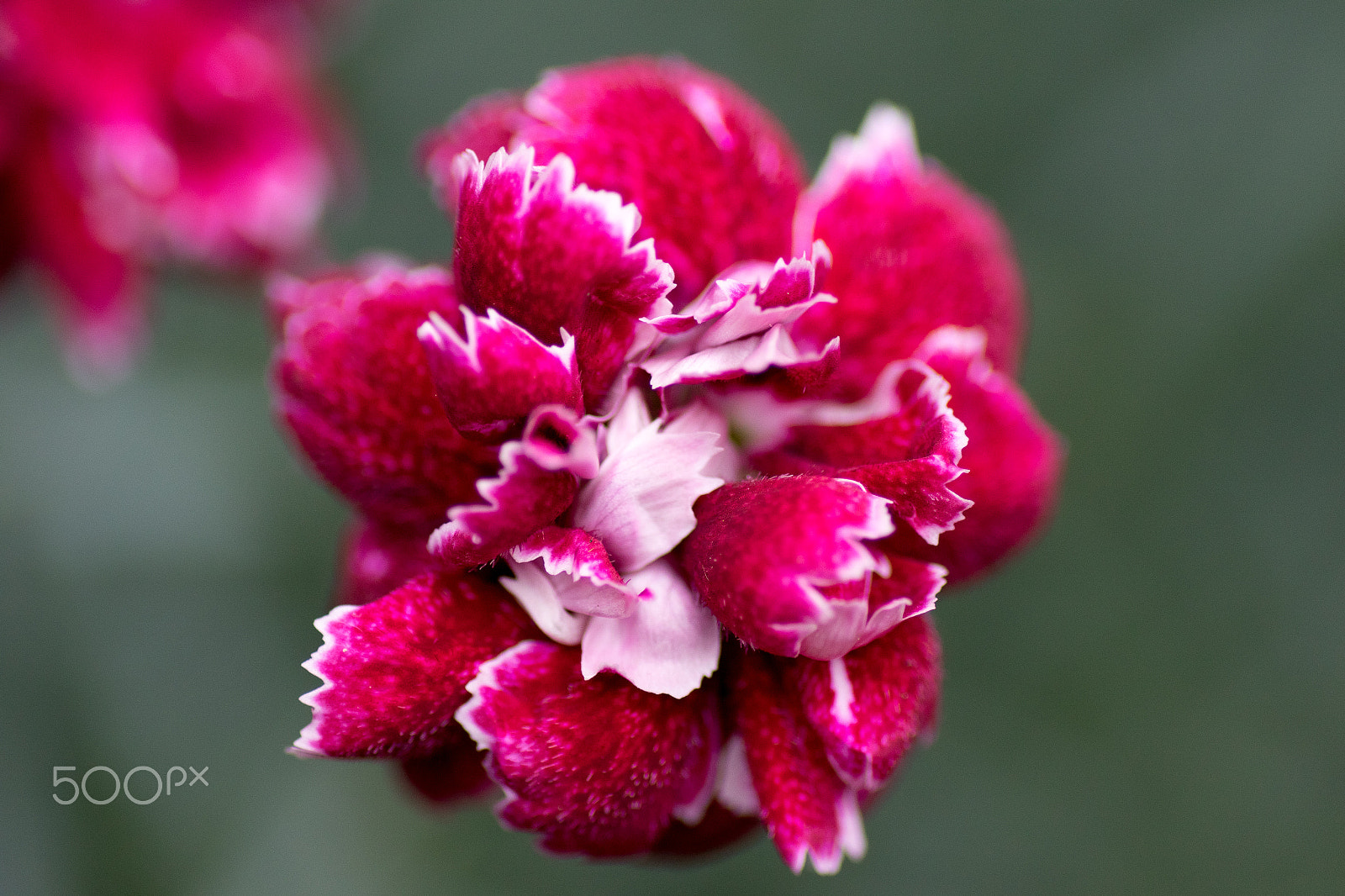 Canon EOS 7D Mark II + Tamron SP AF 90mm F2.8 Di Macro sample photo. Burst of pink photography