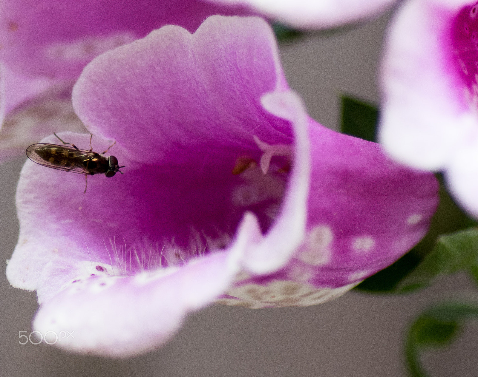 Canon EOS 7D Mark II + Tamron SP AF 90mm F2.8 Di Macro sample photo. What's in here? photography
