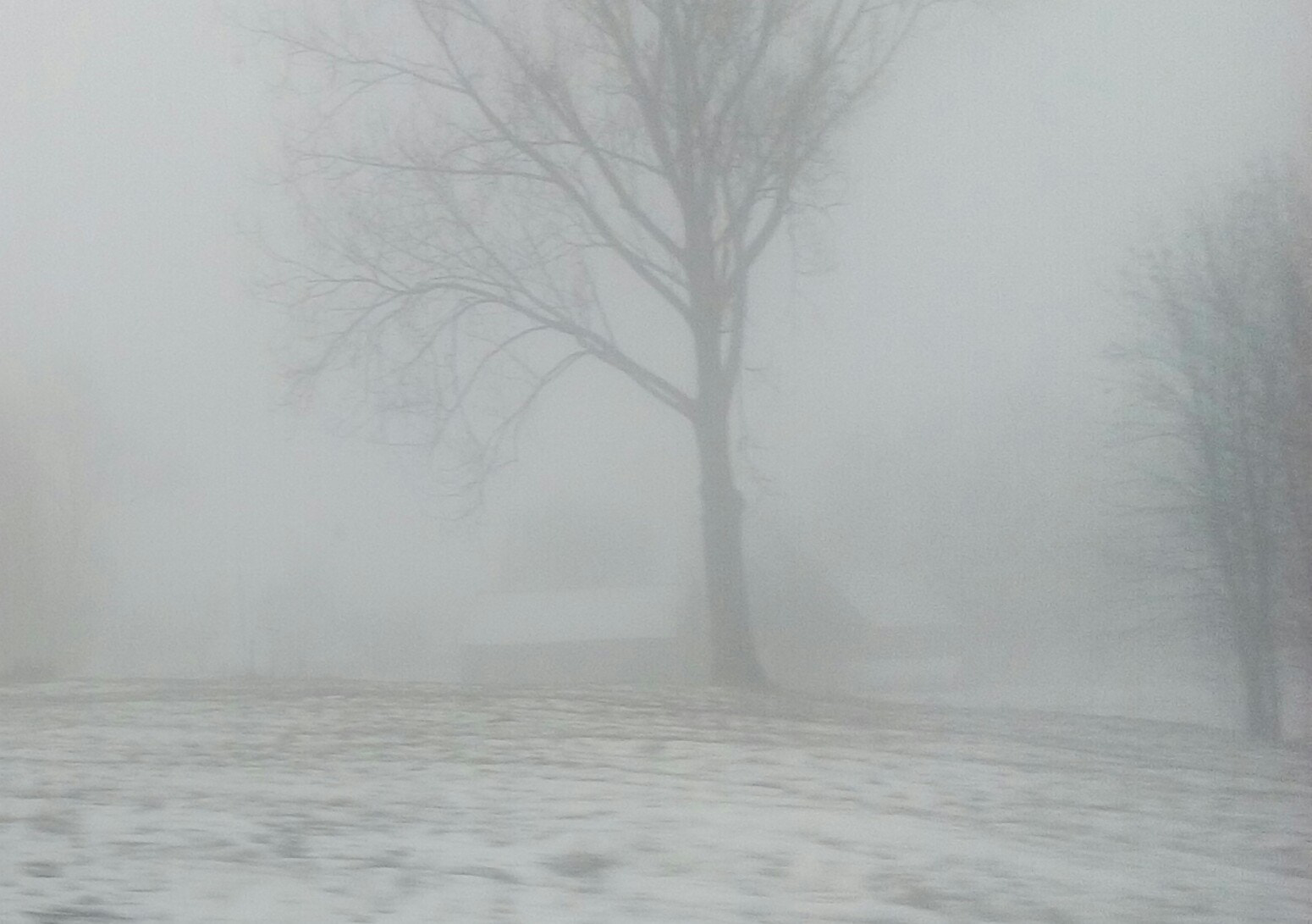 LG LEON sample photo. Tree in the mist.... (part1 ) photography