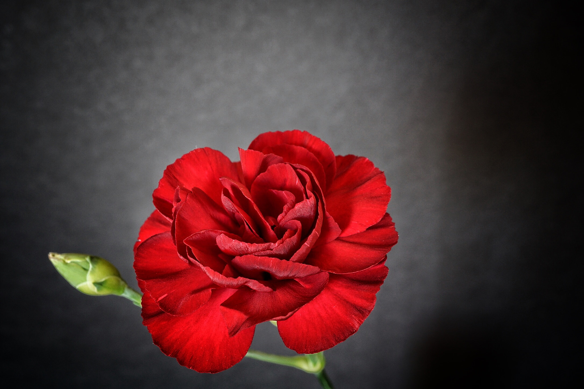 Sony a6000 + Sony E 30mm F3.5 sample photo. Red carnation photography