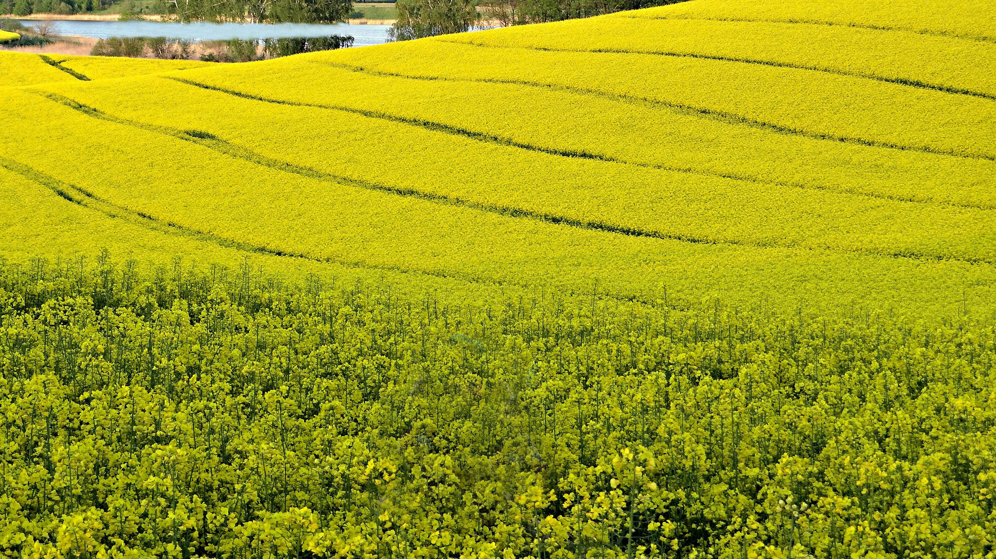 Rape field