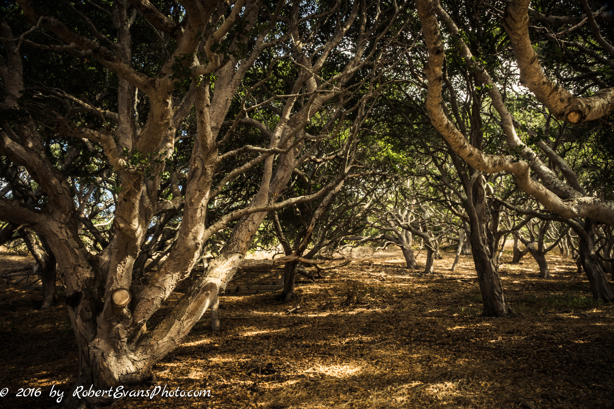 Sony DT 18-135mm F3.5-5.6 SAM sample photo. Palo corona photography