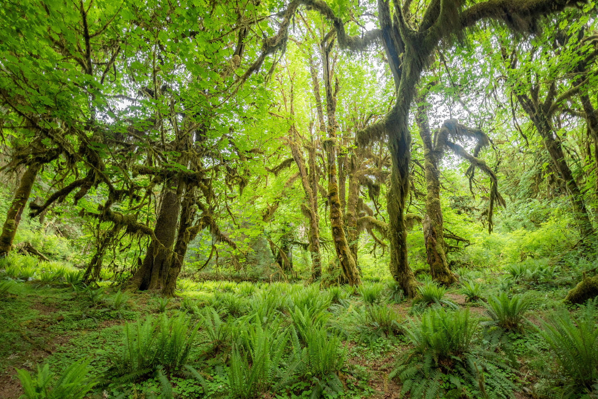 Nikon D750 + Sigma 15mm F2.8 EX DG Diagonal Fisheye sample photo. Surrounded by the rain forest photography