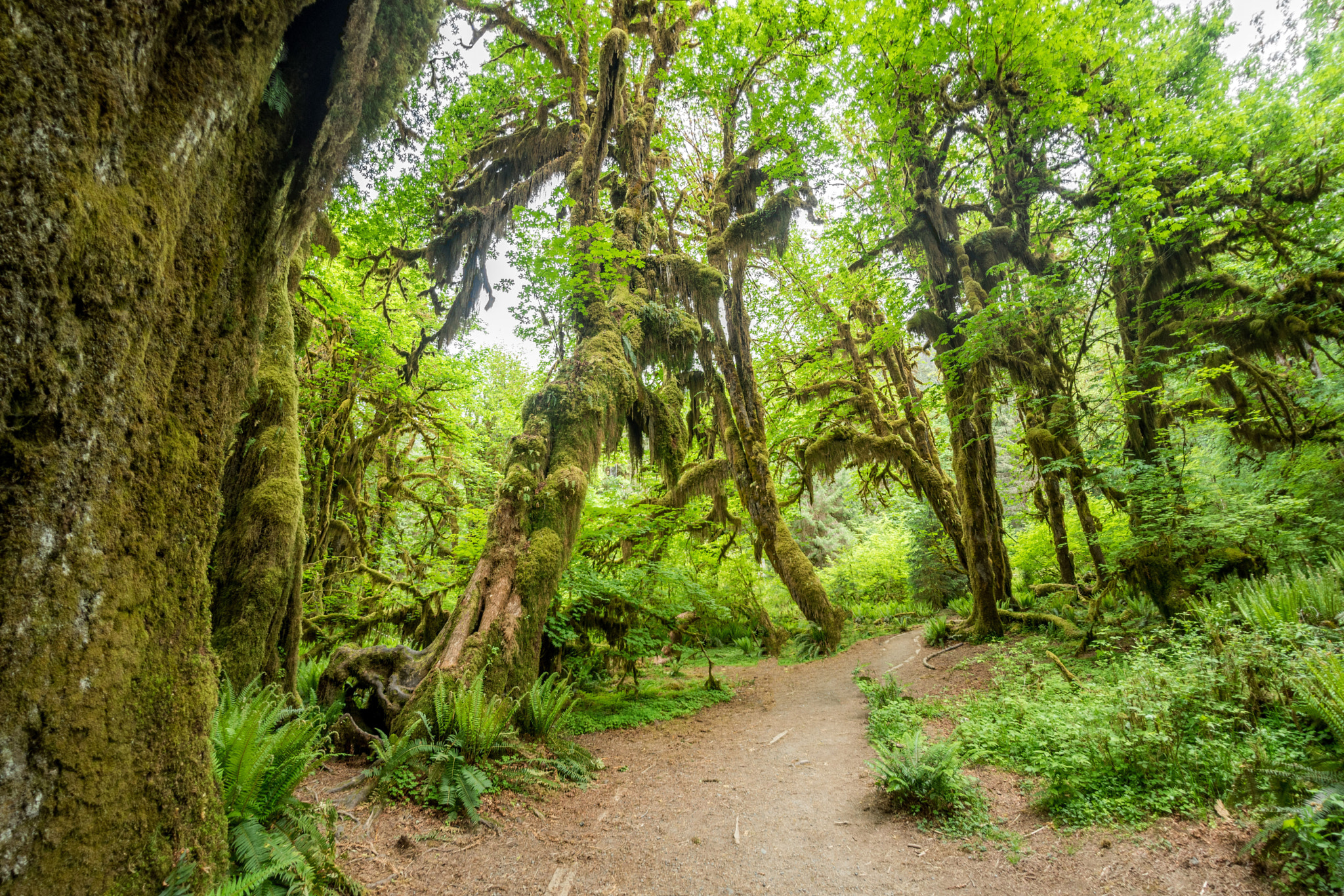 Nikon D750 + Sigma 15mm F2.8 EX DG Diagonal Fisheye sample photo. The last rainforest photography