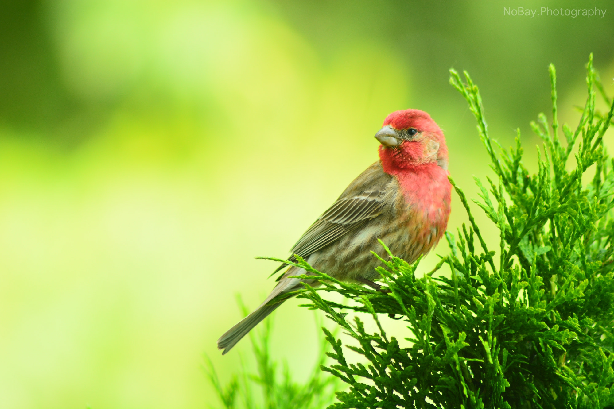 Nikon AF Nikkor 70-300mm F4-5.6G sample photo. On the lookout photography