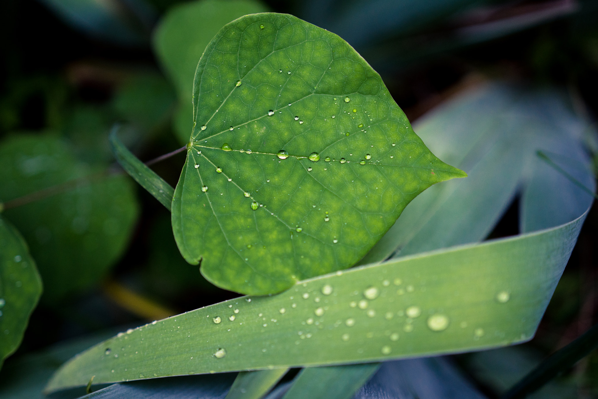 Sony a6300 + 18-35mm F1.8 DC HSM | Art 013 sample photo. Leaves photography