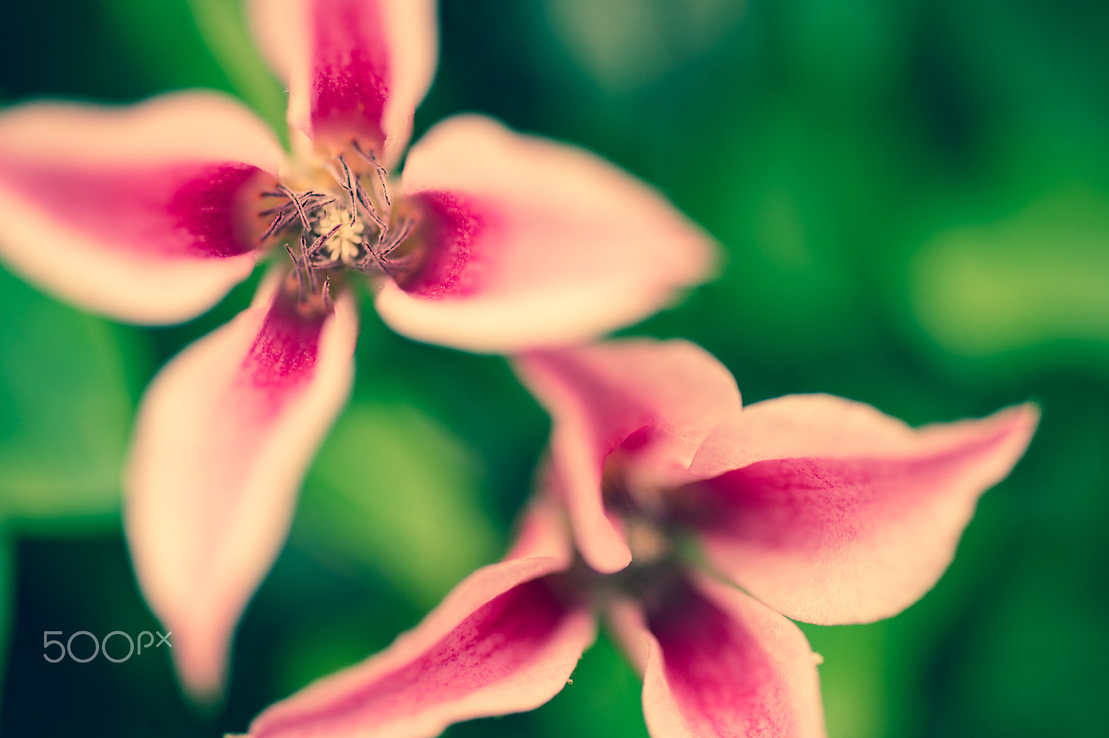 Nikon Df sample photo. Pink cross photography