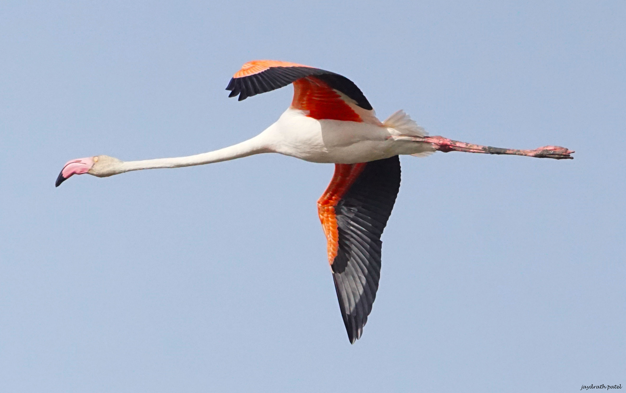 Sony ILCA-77M2 + Sony 70-400mm F4-5.6 G SSM II sample photo. Flamingo  photography