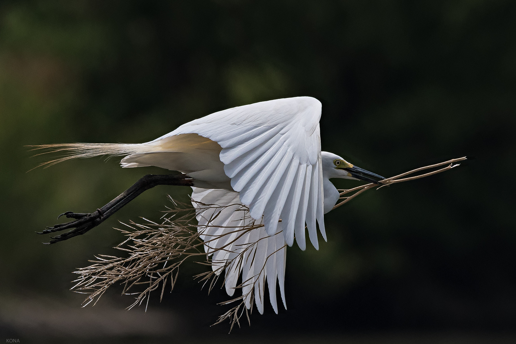 Nikon AF-S Nikkor 400mm F2.8G ED VR II sample photo. Sagi photography