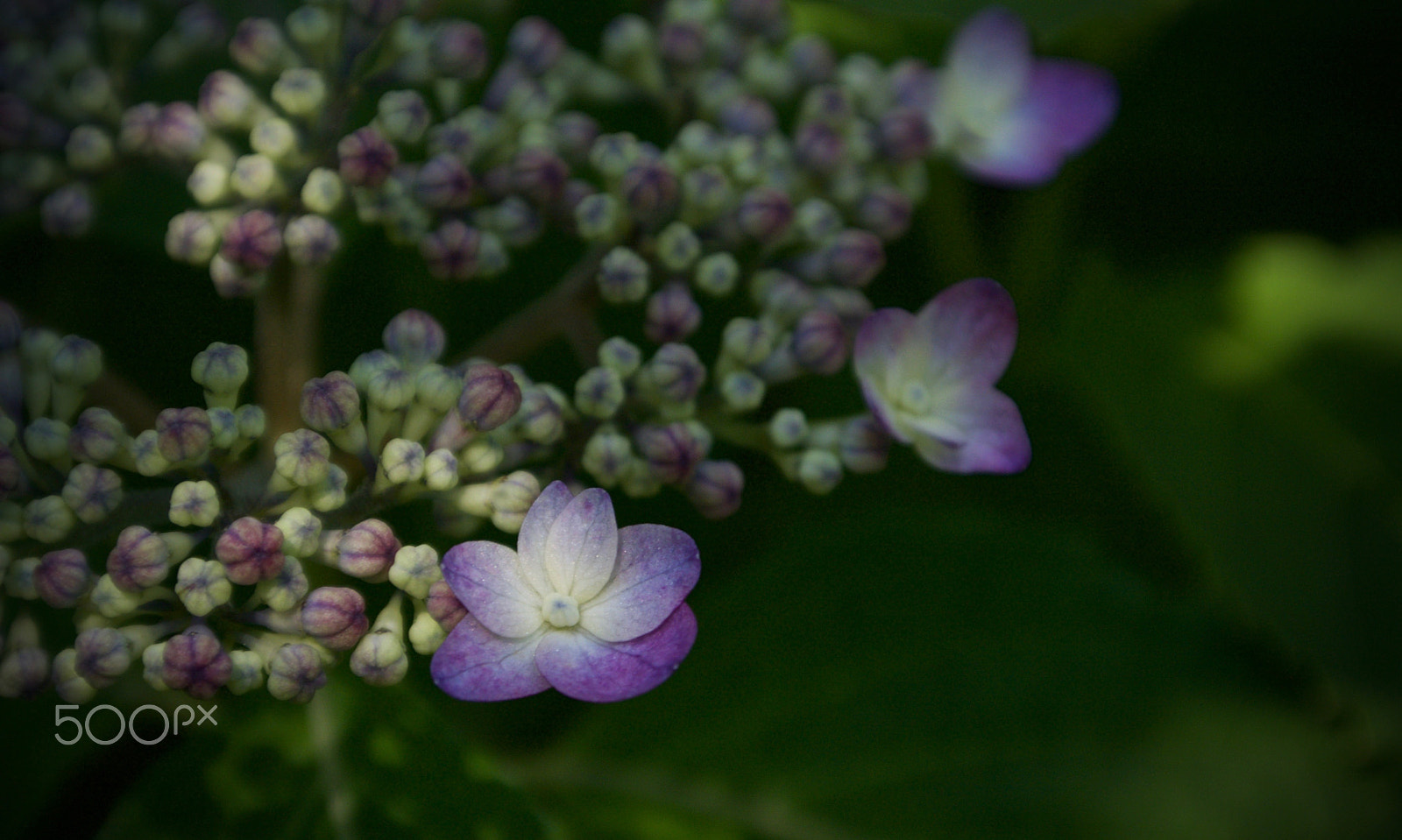 Nikon 1 J2 sample photo. Hydrangea photography