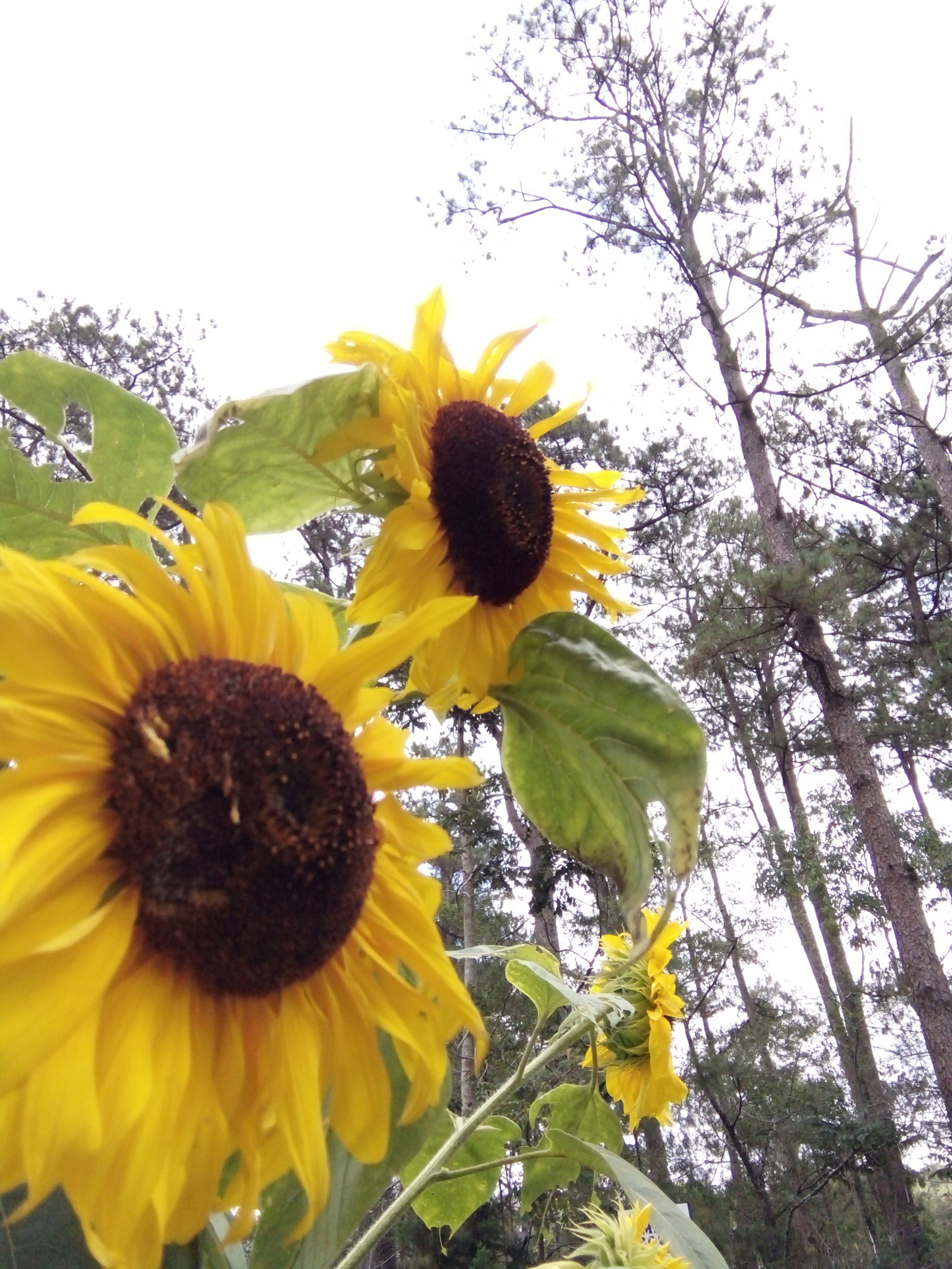 OPPO 1201 sample photo. Sunflower! photography