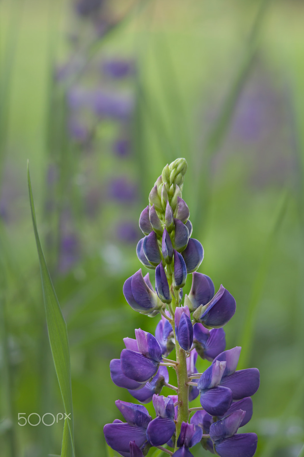 Canon EF 100-300mm f/5.6 sample photo. Lupine out front photography