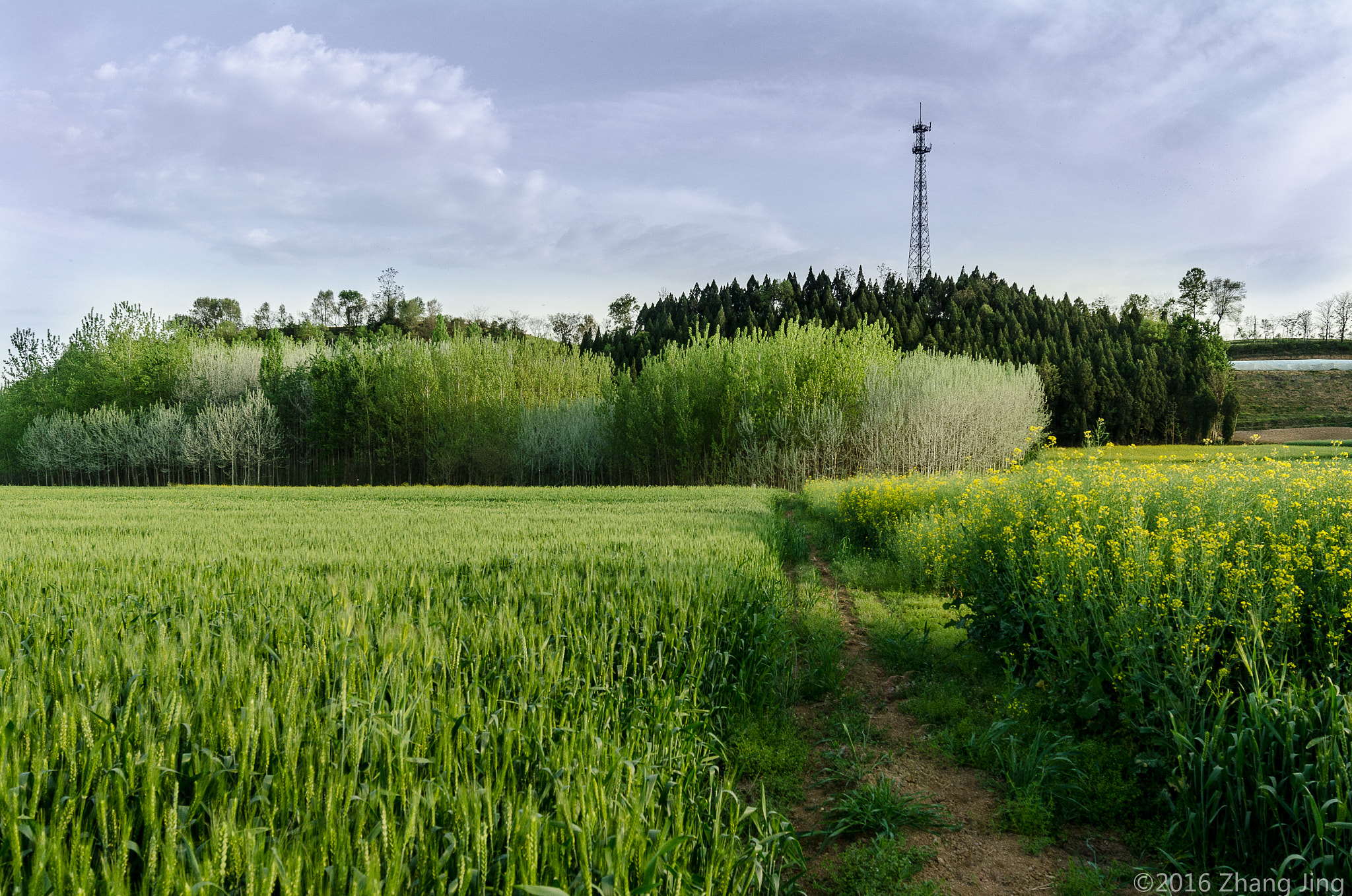 Nikon AF-S Nikkor 18-35mm F3.5-4.5G ED sample photo. 春意盎然 photography