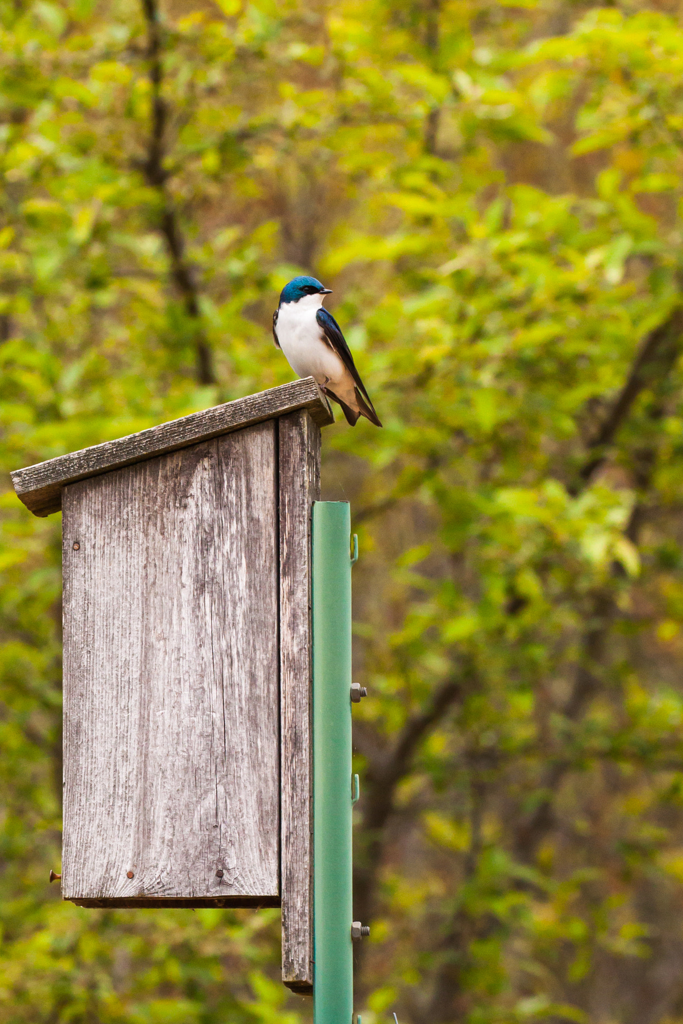 Canon EF 100-400mm F4.5-5.6L IS II USM sample photo. At home photography